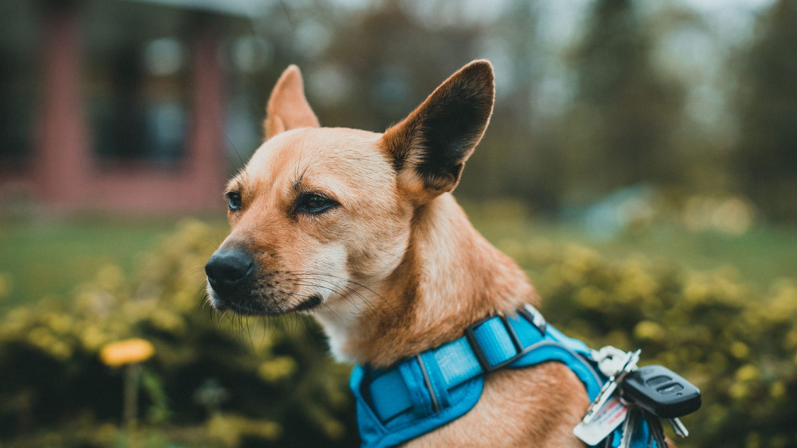 A close-up portrait of a dog wearing a blue harness, outdoors with a blurred background.
