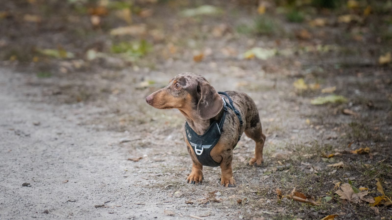 Cute dachshund wearing a harness walking on a path outdoors in fall.