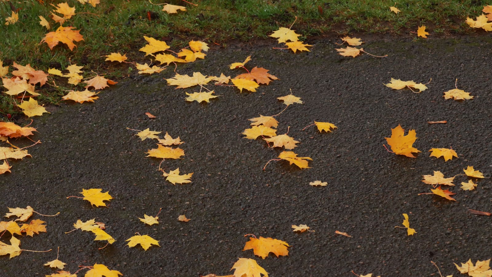 Colorful fallen leaves scattered on a dark, wet pavement, embodying the essence of autumn.