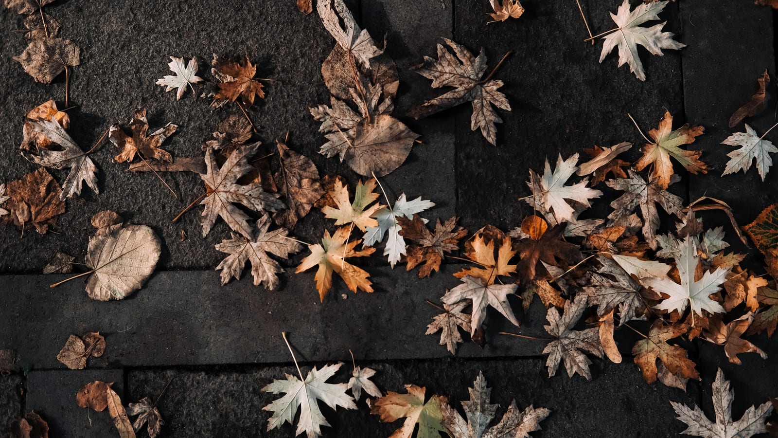 Colorful fallen maple leaves scattered on dark stone pavement, representing autumn's arrival.